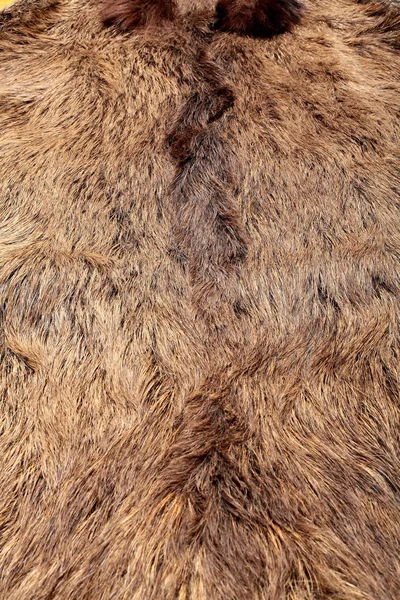 Wild boar fur texture, wildlife animal, close up — Stock Photo, Image