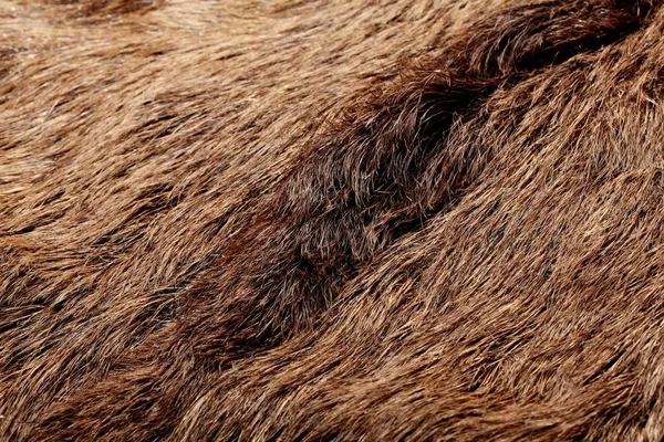 Textura de pele de javali selvagem, animal da vida selvagem, close-up — Fotografia de Stock