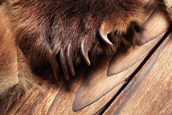 Garras de oso marrón, trofeo de caza, en el suelo de madera.Espacio de copia. Close up. Concepto cazadores trofeos — Foto de Stock