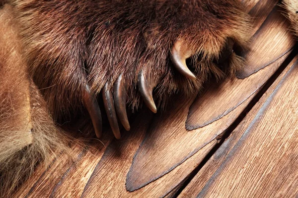 Griffes d'ours brun, trophée de chasse, sur du parquet. Gros plan Trophées de chasseurs de concepts Images De Stock Libres De Droits