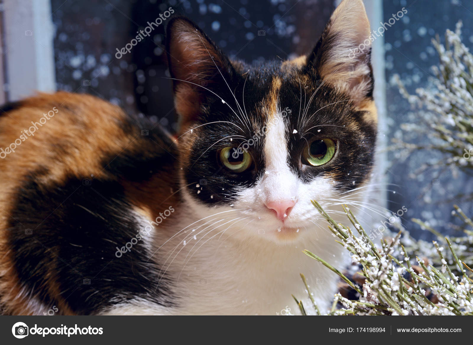 Closeup Lustige Drei Farbe Nach Hause Katze Auf Der