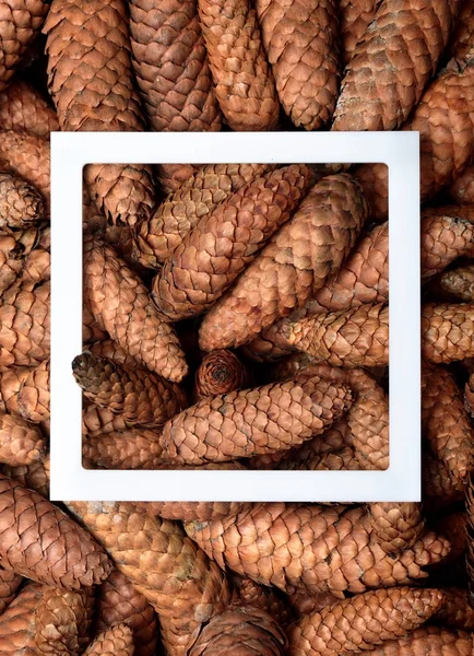 Textura de cone de abetos com moldura branca no centro.Fechar. Fundo natural.Concepção de fundo — Fotografia de Stock