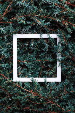 İle sürünen ardıç ve orta beyaz çerçeve. Doku. Arka plan. Yeşil doku bırakın. Doğa eğilim düzeni. Arka plan tasarım. Tonda camgöbeği