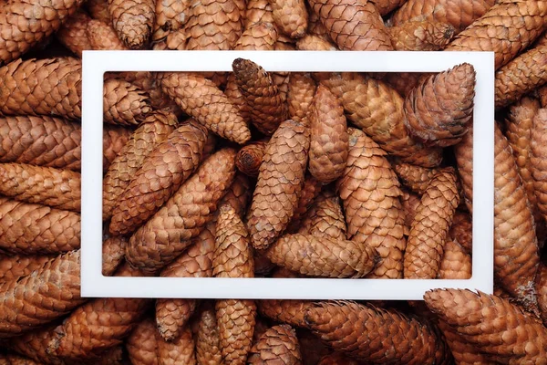 Texture of cone of with white frame in the center.Closeup .Natural background.Desing background, Creative layout — стоковое фото