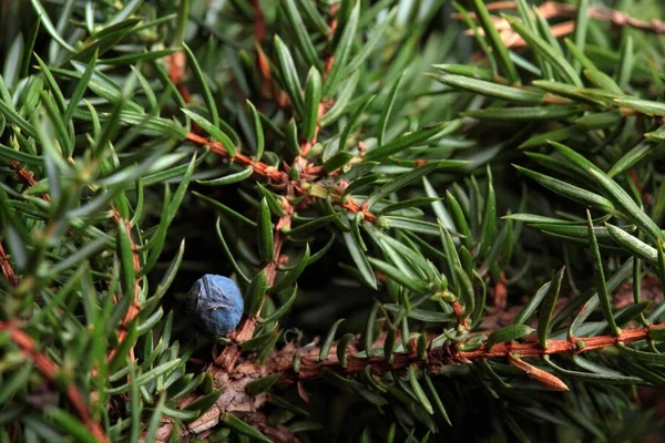 Jagody jałowca makro na drzewie. Fotografia Closeup.Nature — Zdjęcie stockowe