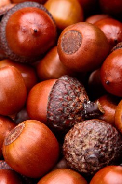 Doku kuru meşe palamudu. Background.Closeup.A çok meşe palamudu. Sonbahar arka plan