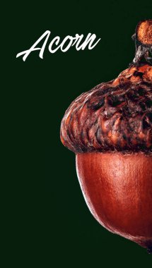 Kurutulmuş palamut koyu yeşil degrade arka plan üzerinde. Macro.Closeup.With yazıt Acorn.Copy alanı