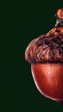 Kurutulmuş palamut koyu yeşil degrade arka plan üzerinde. Macro.Closeup