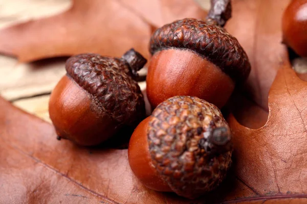 Three dried acorn on oak leaf.Autumn background.Macro.Closeup — Stock Photo, Image