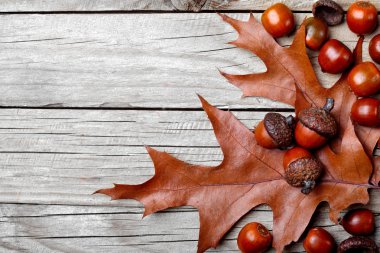 Meşe palamudu Meşe yaprağı üzerinde Meşe yaprağı üzerinde kurumuş. Ahşap arka plan. Sonbahar arka plan. Closeup.Copy alanı