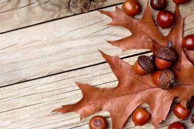 Meşe palamudu Meşe yaprağı üzerinde Meşe yaprağı üzerinde kurumuş. Ahşap arka plan. Sonbahar arka plan. Closeup.Copy alanı