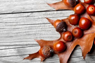 Meşe palamudu Meşe yaprağı üzerinde Meşe yaprağı üzerinde kurumuş. Ahşap arka plan. Sonbahar arka plan. Closeup.Copy alanı