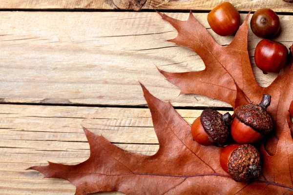 Meşe palamudu Meşe yaprağı üzerinde Meşe yaprağı üzerinde kurumuş. Ahşap arka plan. Sonbahar arka plan. Closeup.Copy alanı