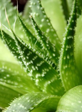 Cactus.Aloe vera boya. Clsoeup. Tropik planrt. Kopya alanı