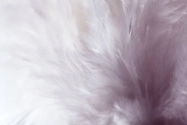 배경 이미지에 대 한 새의 빛 바이올렛 깃털 — 스톡 사진