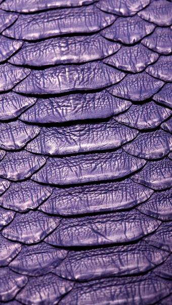 Python slangevel. Violet.Texture. dicht voor de achtergrond en behang — Stockfoto