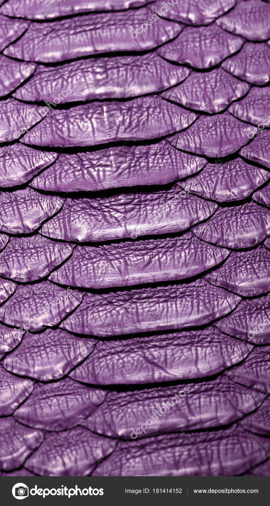 Snake python skin .Purple.Texture. close up for background and ...