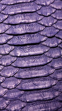 Yılan piton derisi. Violet.Texture. yakın arka plan ve duvar kağıdı