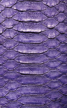 Yılan piton derisi. Violet.Texture. yakın arka plan ve duvar kağıdı