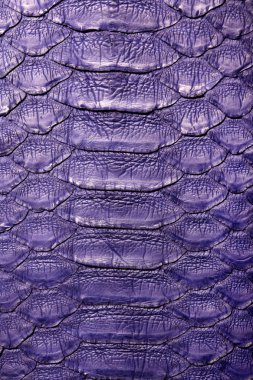 Yılan piton derisi. Violet.Texture. yakın arka plan ve duvar kağıdı