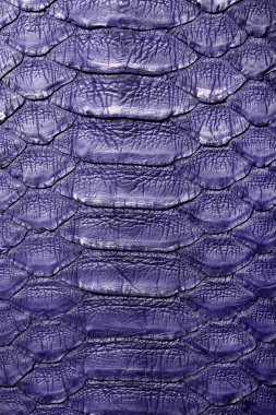 Yılan piton derisi. Violet.Texture. yakın arka plan ve duvar kağıdı