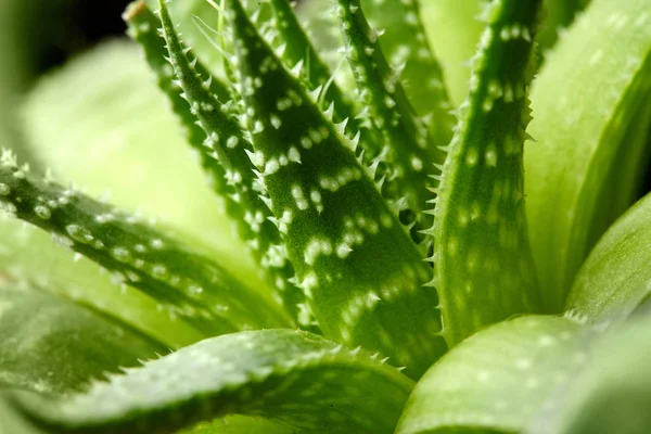 Cactus.Aloe vera palnt. Clsoeup. Tropical planrt. Miejsce — Zdjęcie stockowe