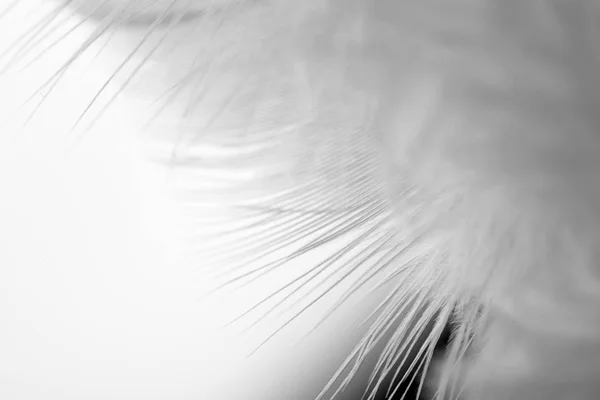 Pena branca de pássaro para imagem de fundo — Fotografia de Stock