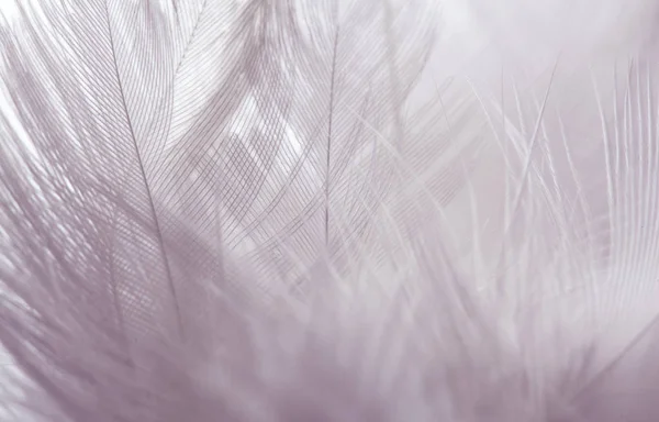 Plume d'oiseau violet clair pour l'image de fond — Photo
