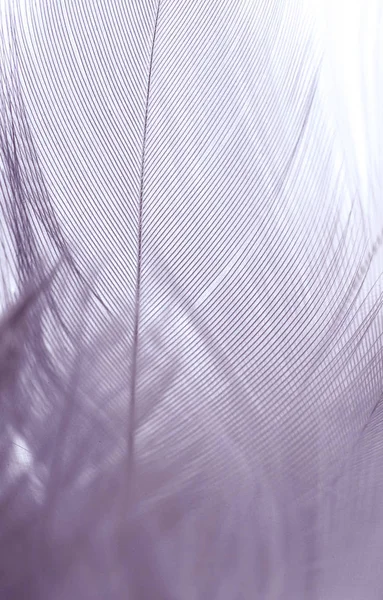 배경 이미지에 대 한 새의 빛 바이올렛 깃털 — 스톡 사진