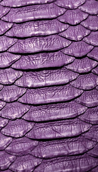 Piel de pitón de serpiente. Púrpura. Textura. cerrar para fondo y fondo de pantalla —  Fotos de Stock