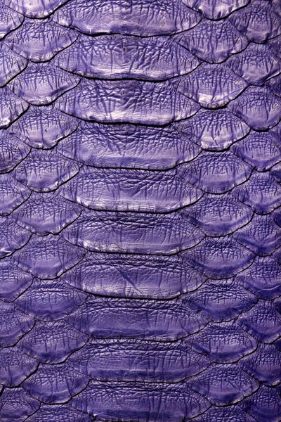 Piel de pitón de serpiente. Violeta. Textura. cerrar para fondo y fondo de pantalla —  Fotos de Stock