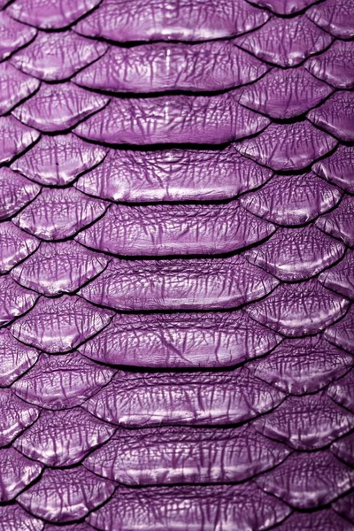 Piel de pitón de serpiente. Púrpura. Textura. cerrar para fondo y fondo de pantalla —  Fotos de Stock