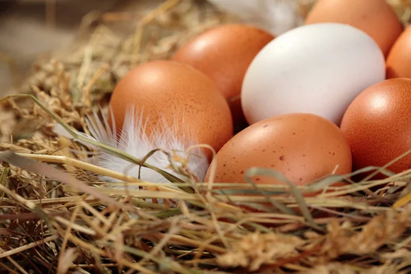 Hen organic eggs in the nest. On wooden rustic background.Closeup