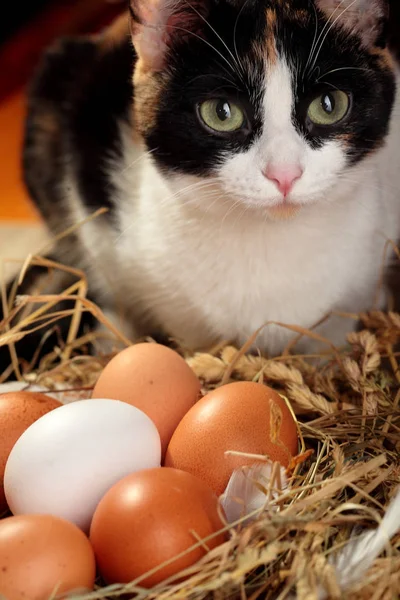Ticolor cat near nest with hen organic eggs . Closeup.Concept cat and hen eggs