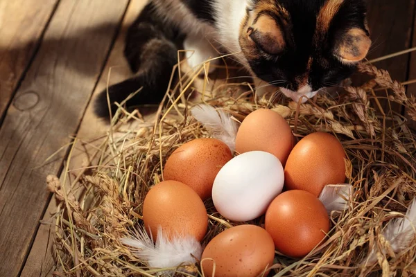 Hen organic eggs in the nest with tricolor cat near nest. On wooden rustic background.Copy space.Concept cat and hen eggs