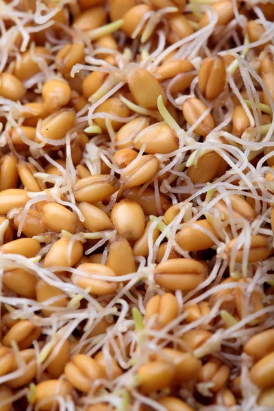 Sprouting wheat grass seeds, closeup.Texture.Organic.Vegan food.Concept healthy food