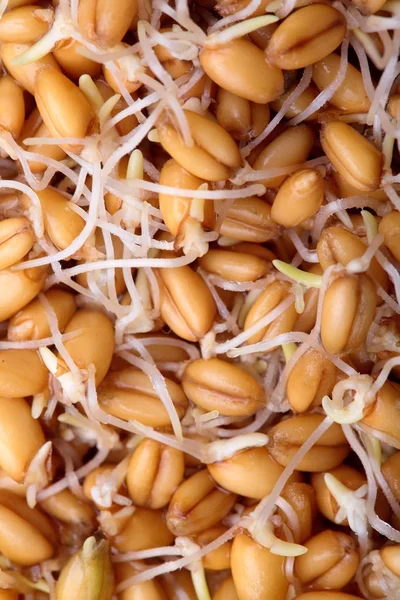 Прорастание семян пшеницы травы, закрывается.Texture.Organic.Vegan food.Concept здоровое питание — стоковое фото