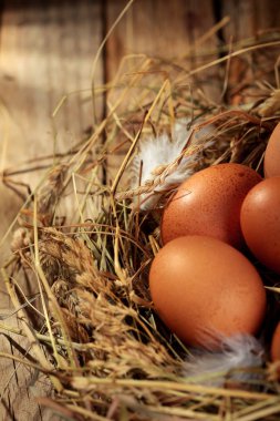 Tavuk yumurta yuvada. Rustik ahşap arka plan üzerinde. Kopya alanı