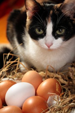 Ticolor kedi yuva tavuk yumurtası ile yakın. Closeup.Concept kedi ve tavuk yumurta