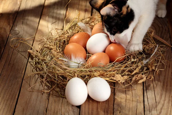 Chicken eggs in the nest with tricolor cat near nest. On wooden rustic background.Copy space.Concept cat and hen eggs