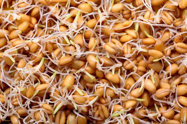 Прорастание семян пшеницы травы, closeup.Texture.Organic.Vegan food.Concept здорового питания. — стоковое фото
