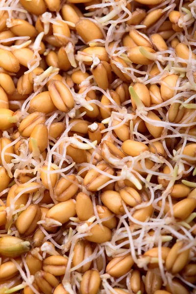 Прорастание семян пшеницы травы, closeup.Texture.Organic.Vegan food.Concept здорового питания. — стоковое фото