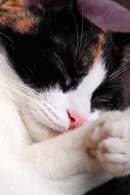 Şirin üç renkli kedi pembe kanepede uyuyor. Portre. Portre.