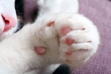 Closeup çekim cat's claw ve burun ayaklarıyla ayrıntılı. Uyuyan kedi.
