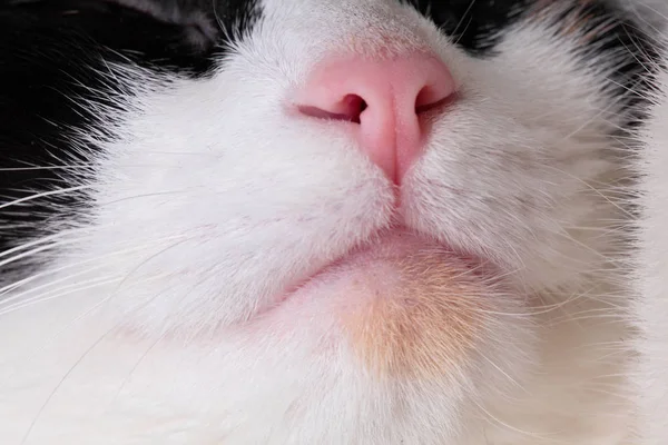 粉红色的鼻子和嘴巴的猫宏。可爱的 deatai 猫。特写 — 图库照片
