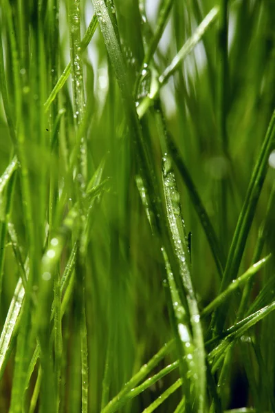 Зеленая трава с росовыми каплями близко вверх. Весеннее настроение — стоковое фото