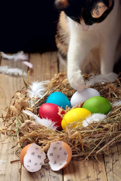 Colourful Easter eggs in the nest.Tricolor cat attack nest. On wooden rustic background.Creative Easter background.Selective focus.Chicken eggs.Closeup.Easter greeting cards.Concept of an escaped from