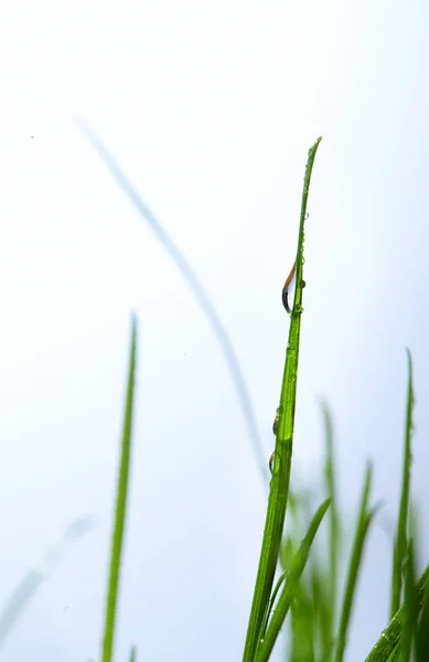 Belo fundo abstrato com lâminas verdes de grama, no início da manhã, com as gotas de orvalho, um tiro macro. — Fotografia de Stock