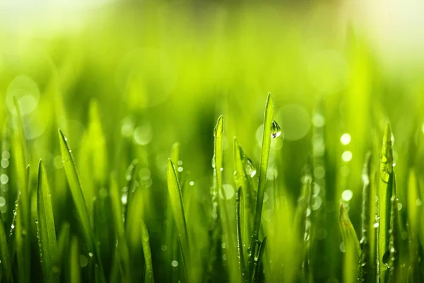 Fresh green grass with water drops on the background of sunlight beams. Soft focus.Spring theme.Concept freshness