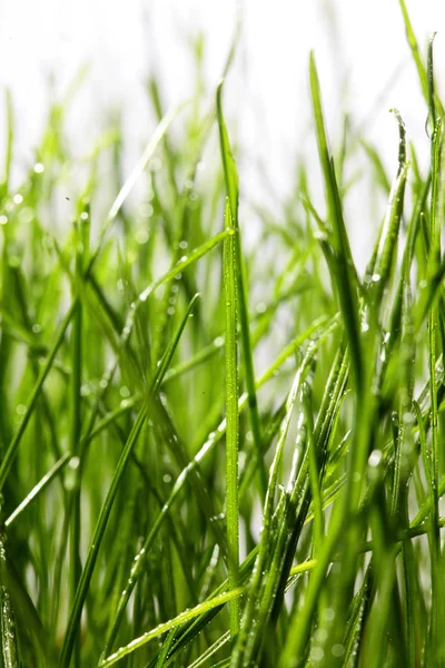 Grama verde com gotas de água de orvalho close-up. Fundo de primavera. Conceito de humor primavera — Fotografia de Stock